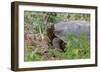 San Cristobal giant tortoise, San Cristobal Island, Galapagos Islands, Ecuador-Adam Jones-Framed Photographic Print