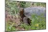 San Cristobal giant tortoise, San Cristobal Island, Galapagos Islands, Ecuador-Adam Jones-Mounted Photographic Print