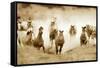 San Cristobol Horses-Lisa Dearing-Framed Stretched Canvas