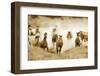 San Cristobol Horses-Lisa Dearing-Framed Photographic Print