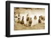 San Cristobol Horses-Lisa Dearing-Framed Photographic Print