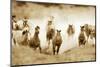 San Cristobol Horses-Lisa Dearing-Mounted Photographic Print