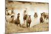 San Cristobol Horses-Lisa Dearing-Mounted Photographic Print