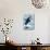 San Diego, California - Orca Jumping-Lantern Press-Stretched Canvas displayed on a wall