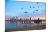 San Diego City Scape at Dawn with Seagulls Flying in the Foreground-pdb1-Mounted Photographic Print