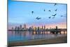 San Diego City Scape at Dawn with Seagulls Flying in the Foreground-pdb1-Mounted Photographic Print