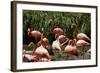 San Diego Zoo, Flamingo, California, USA-Peter Bennett-Framed Photographic Print