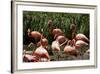 San Diego Zoo, Flamingo, California, USA-Peter Bennett-Framed Photographic Print