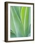 San Francisco Botanical Garden, Golden Gate Park, San Francisco, California, Usa-Rob Tilley-Framed Photographic Print