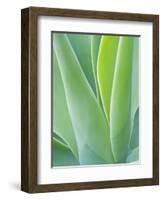 San Francisco Botanical Garden, Golden Gate Park, San Francisco, California, Usa-Rob Tilley-Framed Photographic Print