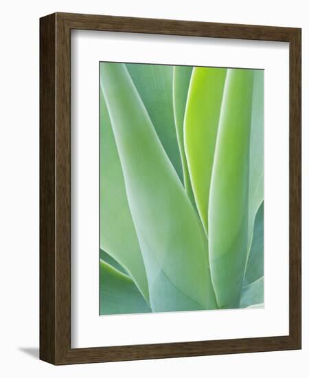 San Francisco Botanical Garden, Golden Gate Park, San Francisco, California, Usa-Rob Tilley-Framed Photographic Print