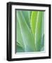 San Francisco Botanical Garden, Golden Gate Park, San Francisco, California, Usa-Rob Tilley-Framed Photographic Print