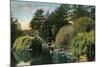 San Francisco, California - Golden Gate Park, View of Alvin Lake-Lantern Press-Mounted Art Print