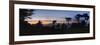 San Francisco Coastal Cypress at Dusk, California-Anna Miller-Framed Photographic Print