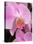 San Francisco Conservatory of Flowers. A pink orchid in the Phalaenopsis family-Julie Eggers-Stretched Canvas