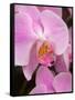 San Francisco Conservatory of Flowers. A pink orchid in the Phalaenopsis family-Julie Eggers-Framed Stretched Canvas