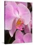 San Francisco Conservatory of Flowers. A pink orchid in the Phalaenopsis family-Julie Eggers-Stretched Canvas