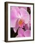 San Francisco Conservatory of Flowers. A pink orchid in the Phalaenopsis family-Julie Eggers-Framed Photographic Print