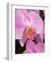 San Francisco Conservatory of Flowers. A pink orchid in the Phalaenopsis family-Julie Eggers-Framed Photographic Print