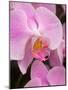 San Francisco Conservatory of Flowers. A pink orchid in the Phalaenopsis family-Julie Eggers-Mounted Photographic Print