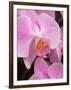 San Francisco Conservatory of Flowers. A pink orchid in the Phalaenopsis family-Julie Eggers-Framed Photographic Print