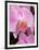 San Francisco Conservatory of Flowers. A pink orchid in the Phalaenopsis family-Julie Eggers-Framed Photographic Print