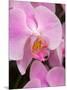 San Francisco Conservatory of Flowers. A pink orchid in the Phalaenopsis family-Julie Eggers-Mounted Photographic Print