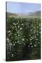 San Francisco Garden-Alberta Binford McCloskey-Stretched Canvas