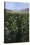 San Francisco Garden-Alberta Binford McCloskey-Stretched Canvas