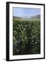 San Francisco Garden-Alberta Binford McCloskey-Framed Giclee Print