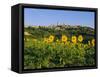 San Gimignano and Field of Sunflowers, Tuscany, Italy-Bruno Morandi-Framed Stretched Canvas