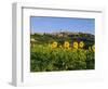 San Gimignano and Field of Sunflowers, Tuscany, Italy-Bruno Morandi-Framed Photographic Print