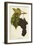 San Gioveto Grape-A. Kreyder-Framed Giclee Print