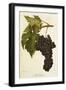 San Gioveto Grape-A. Kreyder-Framed Giclee Print