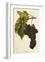 San Gioveto Grape-A. Kreyder-Framed Giclee Print