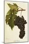 San Gioveto Grape-A. Kreyder-Mounted Giclee Print