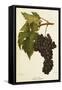 San Gioveto Grape-A. Kreyder-Framed Stretched Canvas