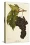 San Gioveto Grape-A. Kreyder-Stretched Canvas