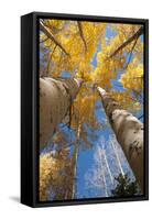 San Juan Aspen Trees Turning Color in Colorado-Daniel Gambino-Framed Stretched Canvas