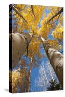 San Juan Aspen Trees Turning Color in Colorado-Daniel Gambino-Stretched Canvas