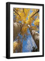 San Juan Aspen Trees Turning Color in Colorado-Daniel Gambino-Framed Photographic Print