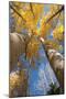 San Juan Aspen Trees Turning Color in Colorado-Daniel Gambino-Mounted Photographic Print