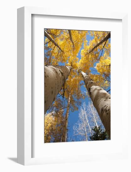 San Juan Aspen Trees Turning Color in Colorado-Daniel Gambino-Framed Photographic Print