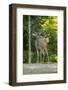 San Juan Island, WA. Mule deer buck (Odocoileus hemionus) standing on a gravel driveway.-Janet Horton-Framed Photographic Print