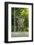 San Juan Island, WA. Mule deer buck (Odocoileus hemionus) standing on a gravel driveway.-Janet Horton-Framed Photographic Print