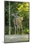 San Juan Island, WA. Mule deer buck (Odocoileus hemionus) standing on a gravel driveway.-Janet Horton-Mounted Photographic Print