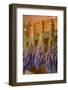 San Juan Island, Washington State, USA. Lavender hung to dry.-Janet Horton-Framed Photographic Print