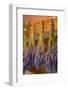 San Juan Island, Washington State, USA. Lavender hung to dry.-Janet Horton-Framed Photographic Print