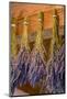 San Juan Island, Washington State, USA. Lavender hung to dry.-Janet Horton-Mounted Photographic Print