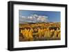 San Juan Mountains from the Dallas Divide morning light on fall colored Oak and Aspen, Colorado.-Darrell Gulin-Framed Photographic Print